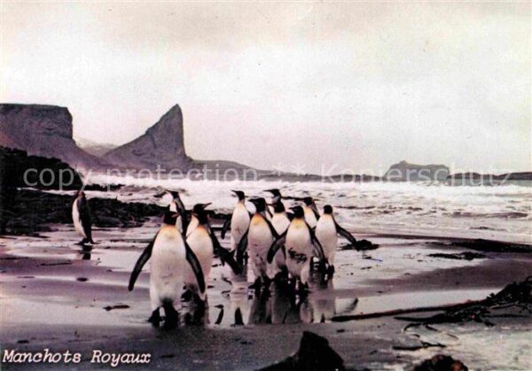 Pinguin Kaiserpinguine Taaf Manchots Royaux