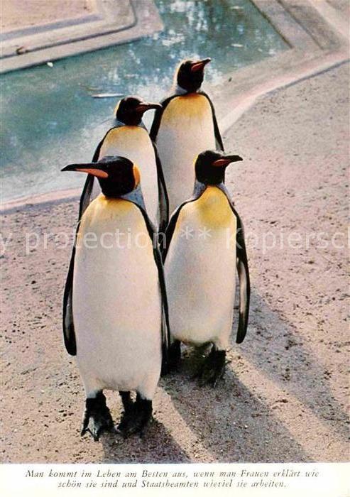 Pinguin Königspinguine King Penguin