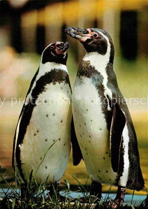 Pinguin Humboldtpinguine Zoo Dresden