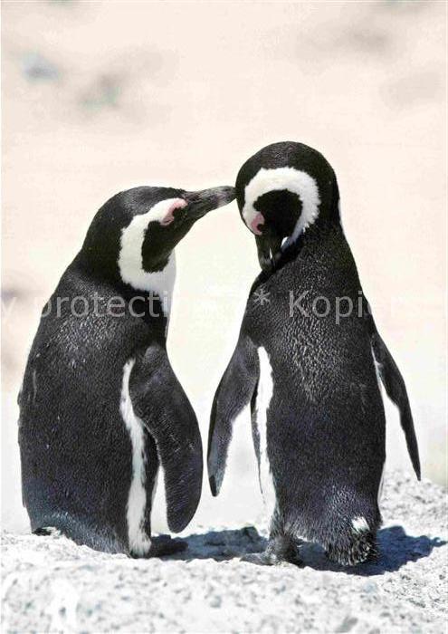 Pinguin Brillenpinguin