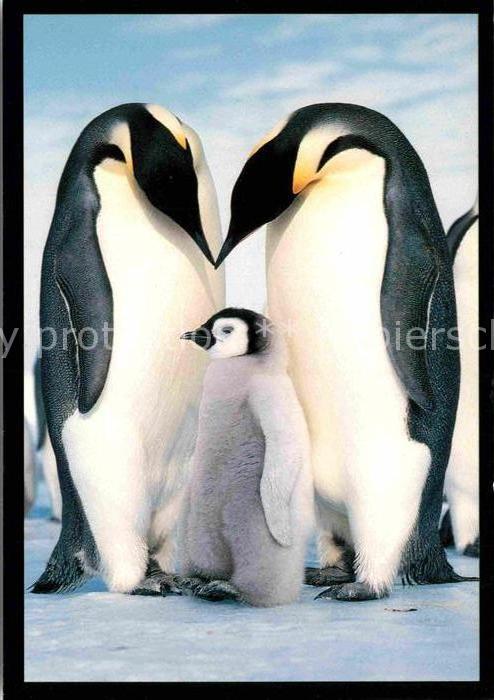 Pinguin Kaiserpinguin Emperor Penguins and Chic