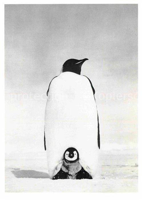 Pinguin Kaiserpinguin Emperor Penguin with Chic