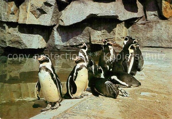 Pinguin Humboldt-Pinguine Tierpark Berlin