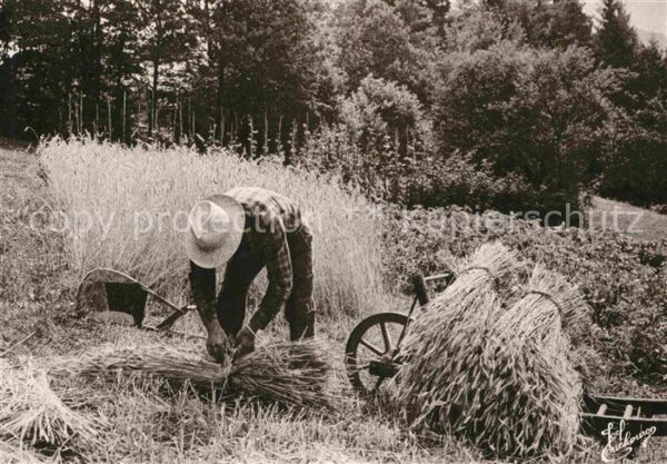 Landwirtschaft Erntearbeiter Moissonneur Vosges