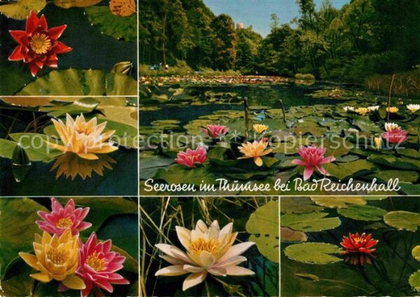 Blumen Seerosen Thumsee Bad Reichenhall