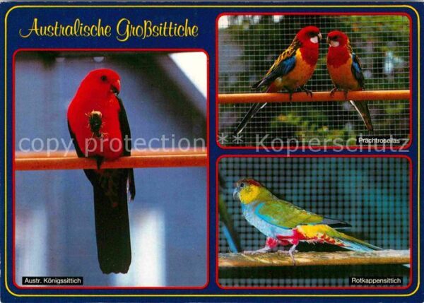 Voegel Grosssittiche Australien Königssittich