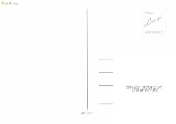 Pferde – Bild 2