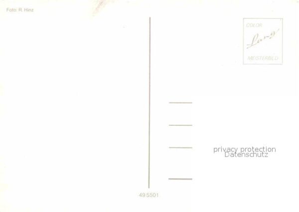 Pferde – Bild 2