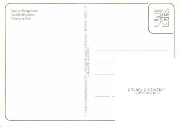 Pferde Waliser Bergpferde – Bild 2