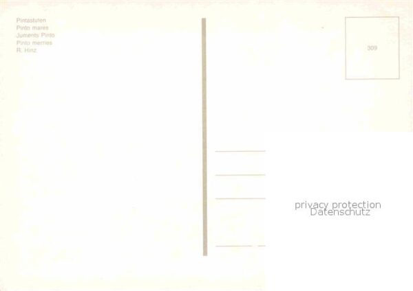 Pferde Pintastuten – Bild 2