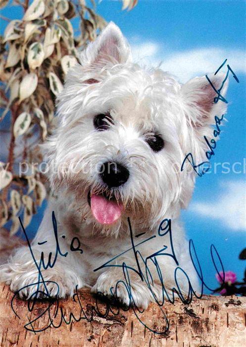 Hunde West Highland White Terrier
