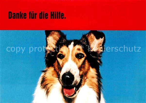 Hunde Collie Lassie TV-Serie Werbung Bild Zei