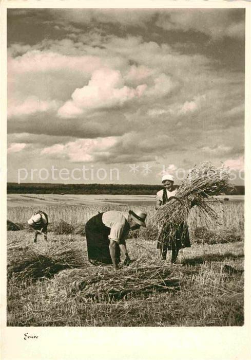Ernte Landwirtschaft Heuernte