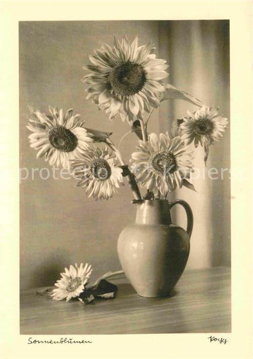 Foto Popp Nr. Sonnenblumen