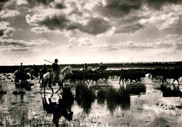 Pferde Camargue Engasado