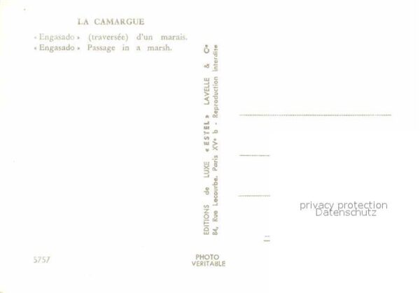 Pferde Camargue Engasado – Bild 2