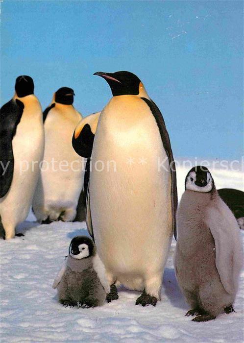 Pinguin Kaiser-Pinguin mit Jungen