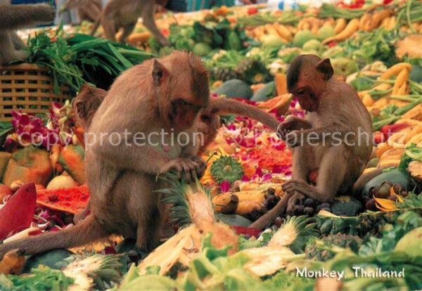 Affen Monkey Thailand