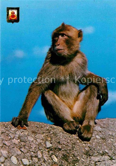 Affen Baby Rock Ape Gibraltar