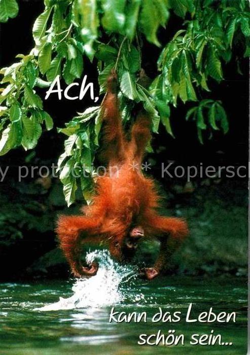 Affen