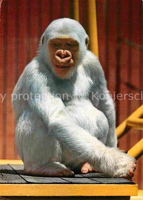 Affen Copito de Nieve Barcelona Parque Zoolog