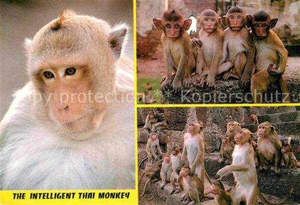 Affen Thai Monkey