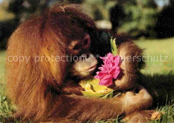 Affen Orang-Utan Zoo Dresden
