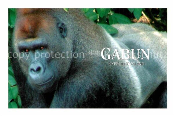 Affen Gorilla Gabun Afrika