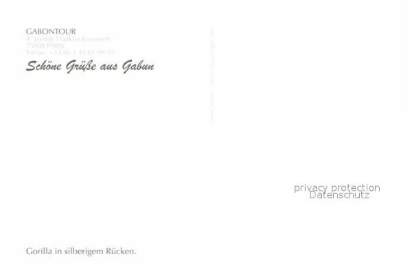 Affen Gorilla Gabun Afrika – Bild 2