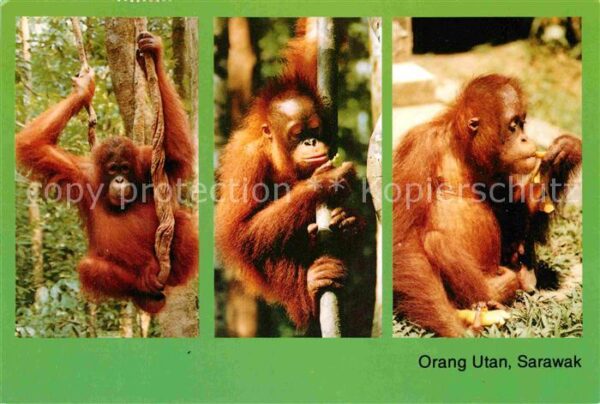 Affen Orang Utan Sarawak