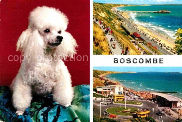 Boscombe Bournemouth Promenade and Pier Approach Dog