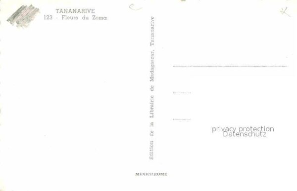 Tananarive Fleurs du Zoma – Bild 2