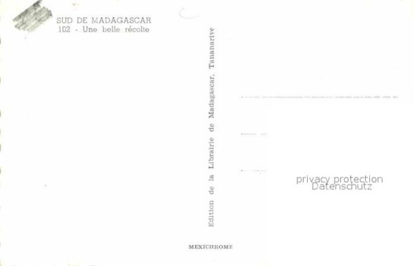 Madagascar Une belle récolte – Bild 2