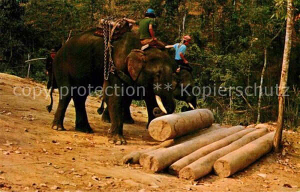 Chiengmai Trained Elephants at work in Teak Fores