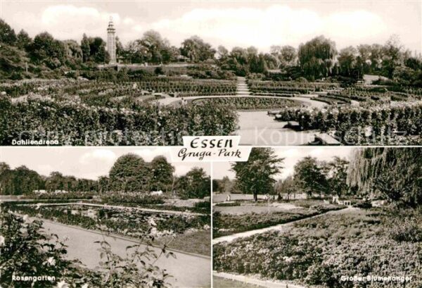 Essen Ruhr Gruga Park Dahlienarena Rosengarten Gro
