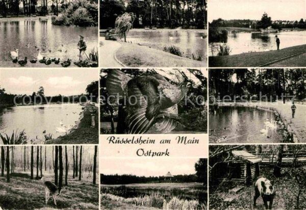 Ruesselsheim Main Ostpark Rotwild Wildschwein Schwäne