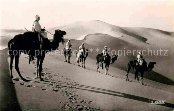 Kamel  Camel Chameau Patrouille en observation