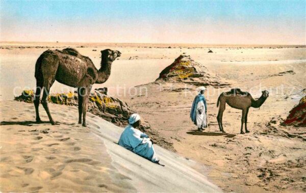 Kamel  Camel Chameau Paysage saharien au Desert