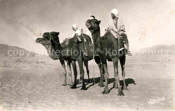 Kamel  Camel Chameau Chameliers dans le Desert