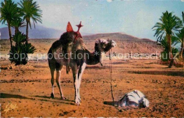 Kamel  Camel Chameau Priere dans le Sahara