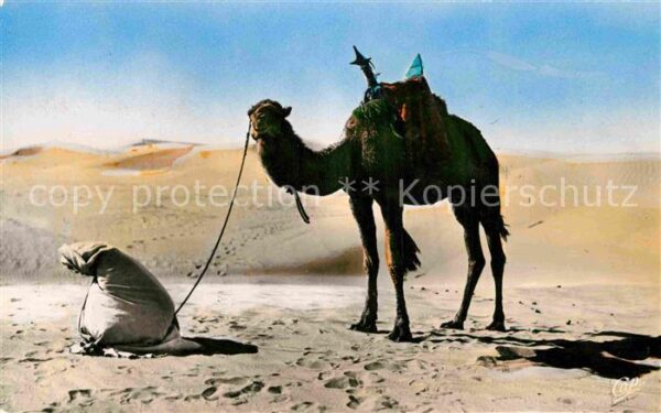 Kamel  Camel Chameau Priere au Desert
