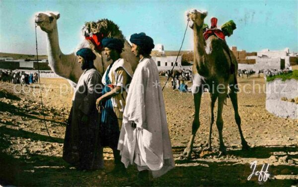 Kamel  Camel Chameau Regard vers le Sud Maroc