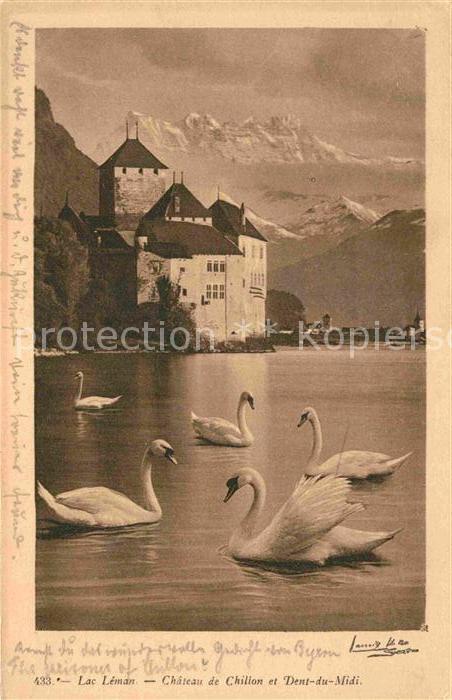 Schwan Lac Leman Chateau de Chillon Dent-du-Mi