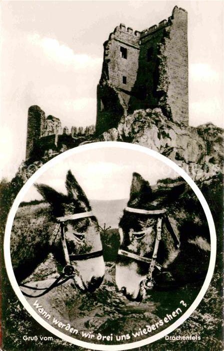 Esel Tiere Drachenfels