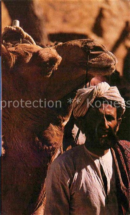 Kamel  Camel Chameau Indien