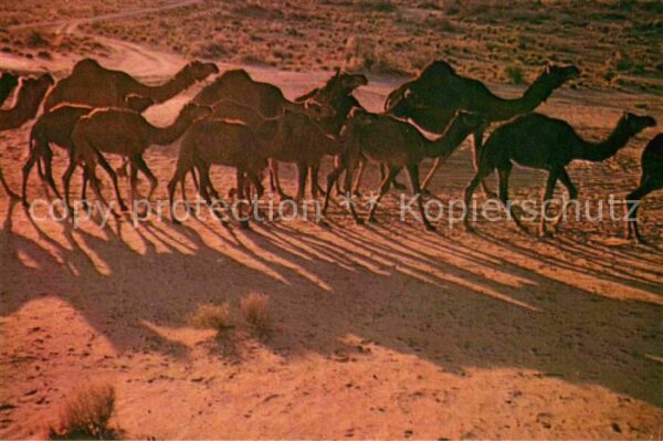 Kamel  Camel Chameau Camel Farm Bikaner Rajasthan