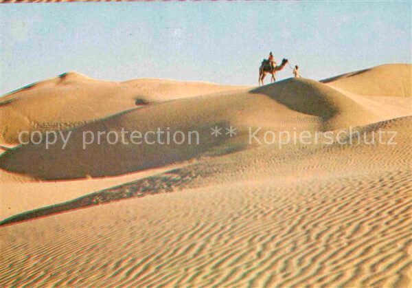 Kamel  Camel Chameau Sand Dunes Rajasthan India