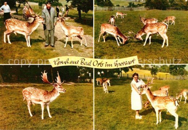 Hirsch Wildpark Bad Orb