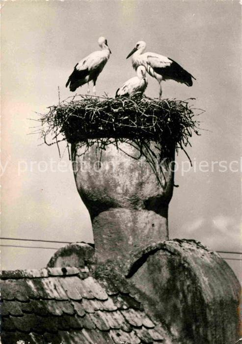 Storch Cigognes de Riquewihr Alsace