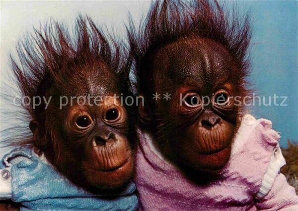 Affen Orang-Utan-Zwillinge Tierpark Hellabrun